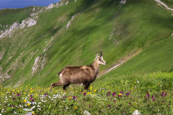 Tatra Chamois (Rupicapra rupicapra tatrica). Tatra Dağları. Polonya.