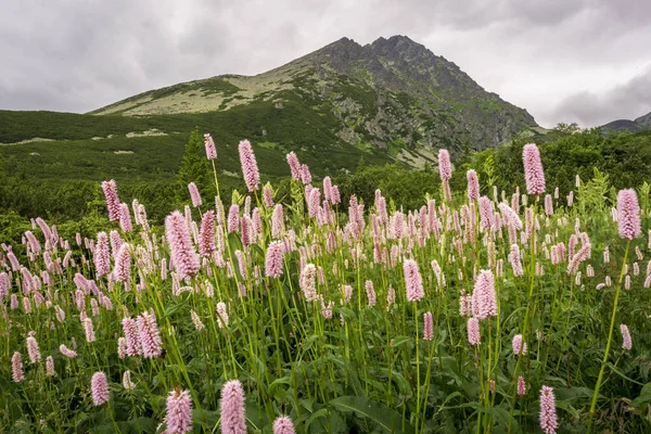 Dağ çiçekleri Gerlach tepe arka planı. Velicka Vadisi. Tatra Dağları. Slovakya.