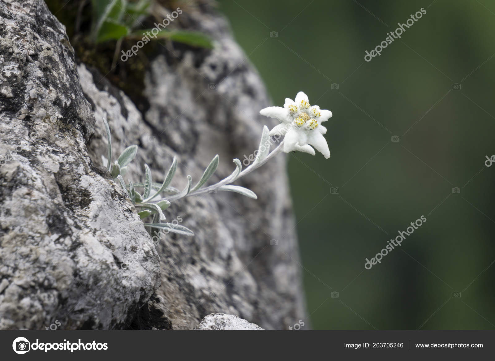 2 156 Edelweiss Stock Photos Free Royalty Free Edelweiss Images Depositphotos