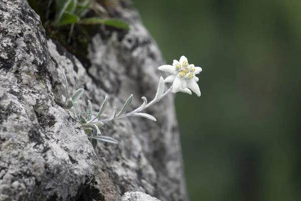 Edelweiss Προστατευόμενο Σπάνιο Λουλούδι Στα Βουνά Τάτρα — Φωτογραφία Αρχείου