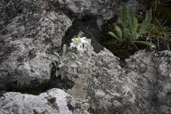 Edelweiss Προστατευόμενο Σπάνιο Λουλούδι Στα Βουνά Τάτρα — Φωτογραφία Αρχείου