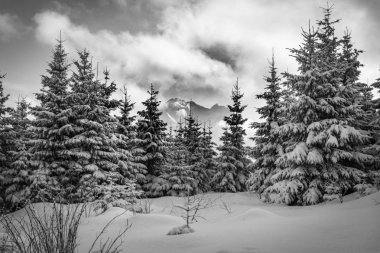 Kış orman içinde yüksek Tatra Dağları. Polonya.