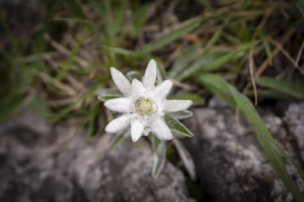 Edelweiss Beschermde Zeldzame Bloem Het Tatragebergte — Stockfoto