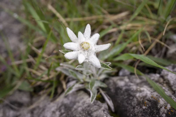 Edelweiss Προστατευόμενο Σπάνιο Λουλούδι Στα Βουνά Τάτρα — Φωτογραφία Αρχείου