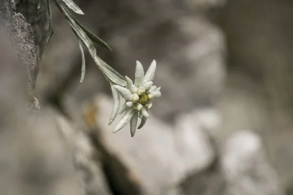 Edelweiss Προστατευόμενο Σπάνιο Λουλούδι Στα Βουνά Τάτρα — Φωτογραφία Αρχείου