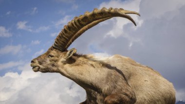 Bir Alp dağ keçisi (capra ibex portresi)