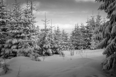 Polonya Tatra Dağları'nda kış.