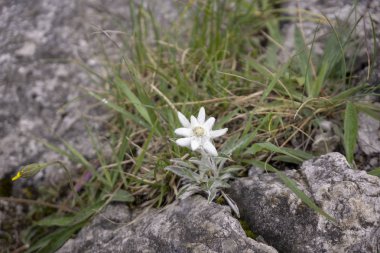 Edelweiss Tatra Dağları'nda nadir çiçek korumalı.