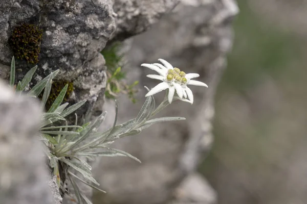 Edelweiss Tatra Dağları Nda Nadir Çiçek Korumalı — Stok fotoğraf