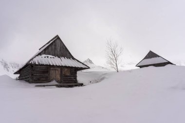 Eski kulübe bir kar fırtınası sırasında derin karda. Gasienicowa Vadisi. Tatra Dağları.