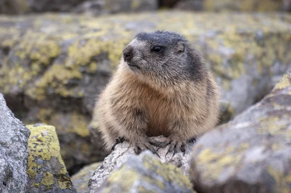 Alp vahşi (Marmota marmota latirostris) Dağ sıçanı. Tatra
