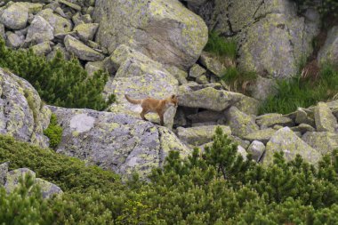 Kaya genç bir tilki. Tatra Dağları. Slovakya.