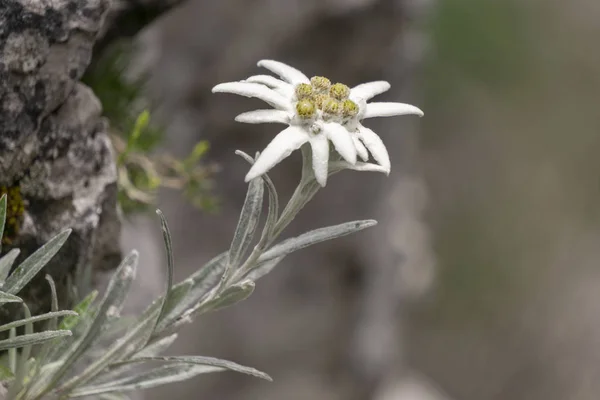 Edelweiss Tatra Dağları'nda nadir çiçek korumalı.