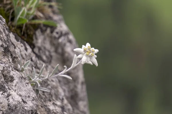 Edelweiss προστατευόμενο σπάνιο λουλούδι στα βουνά Τάτρα. — Φωτογραφία Αρχείου