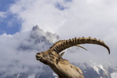 Bir Alp dağ keçisi (capra ibex portresi).
