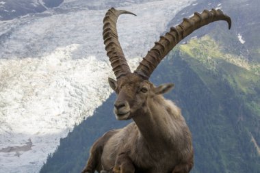 Bir Alp dağ keçisi (capra ibex portresi).