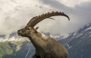 Bir Alp dağ keçisi (capra ibex portresi).