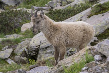 Alp dağ keçisi (capra ibex) doğal ortamda. 