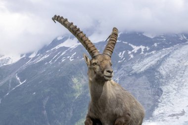 Bir arka planda dağların Alp dağ keçisi.
