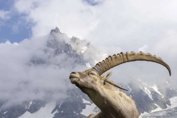 Ibex alpino em um contexto de montanhas . — Fotografia de Stock