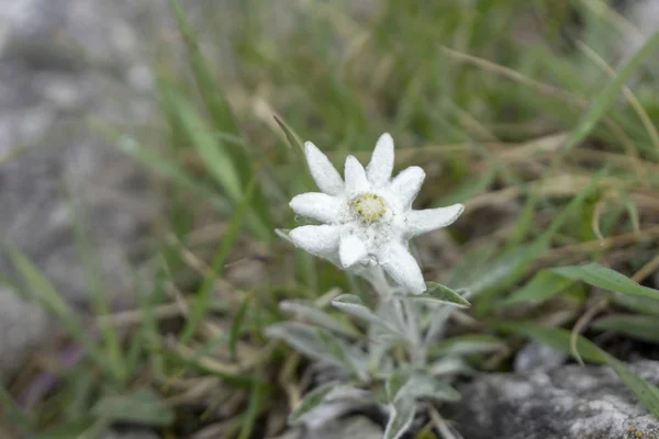 Edelweiss προστατευόμενο σπάνιο λουλούδι στα βουνά Τάτρα. — Φωτογραφία Αρχείου