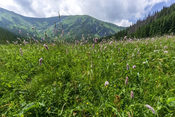 Summer flowers on the background of mountains. Kondratowa Valley — Stock Photo, Image