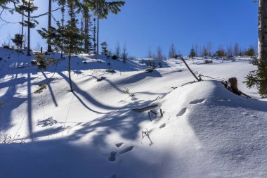Hayvanlar üzerinde bir dağ orman karda izleri. Tatry. Slovakya.