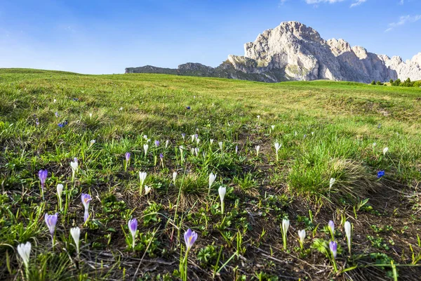 Krokusar på en fjäll äng under Seceda-toppen. Dolomiterna, — Stockfoto