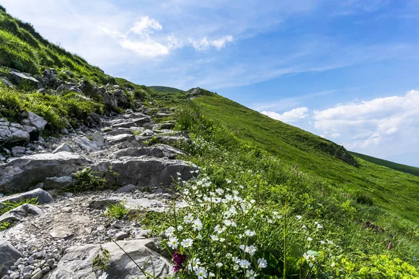 Mountain Trail bland blommor i västra Tatrabergen. Polen. — Stockfoto