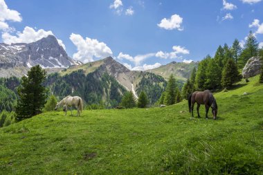 Dağ çayırında atlar. Val Rosalia, Dolomites, Italya.
