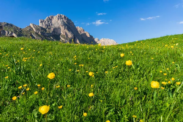Piękne Żółte Kwiaty Tle Seceda Odle Pasmo Górskie Dolomitach Włochy — Zdjęcie stockowe