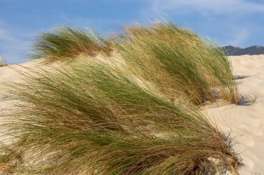 Güzel güneşli bir günde Tarifa plajı. İspanya.