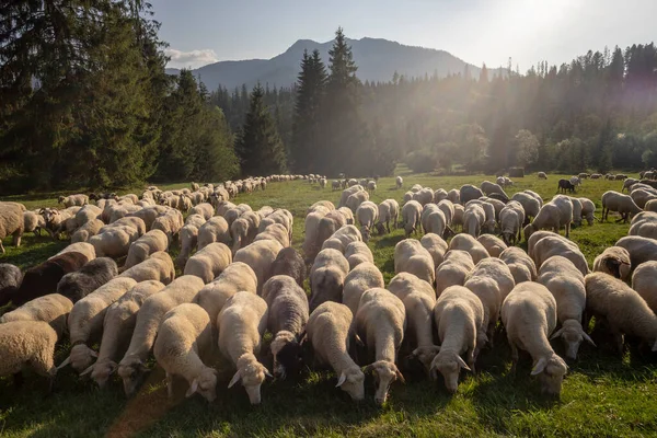 Ovejas Pasto Montaña Montañas Tatra Imágenes De Stock Sin Royalties Gratis