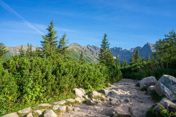 Bergsled Till Gasienicowa Valley Tatrabergen — Stockfoto