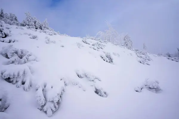 Árboles Congelados Nieve Profunda Montañas Tatra — Foto de Stock