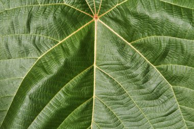 Harika yaprak yakın çekim