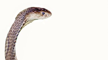 Indochinese spitting cobra portrait on white background wiht copy space on right clipart