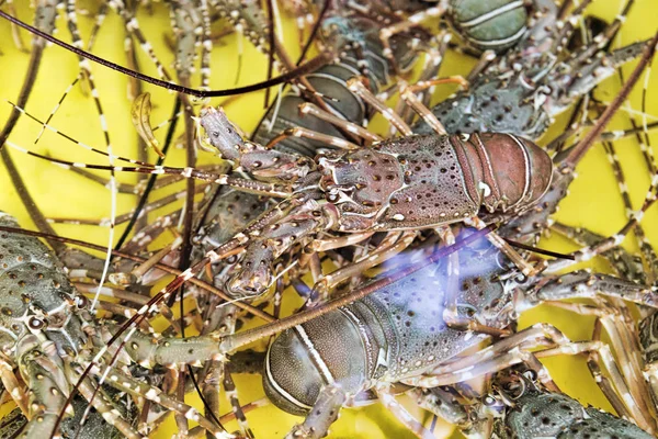 Live lobsters in yellow tank immersed in purified sea water - selectived focus