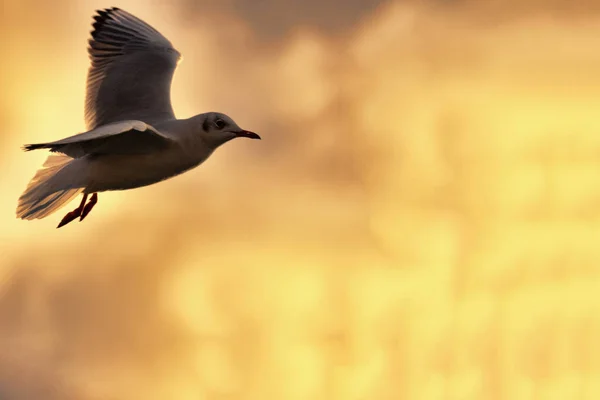 Seagull in flight at sunset