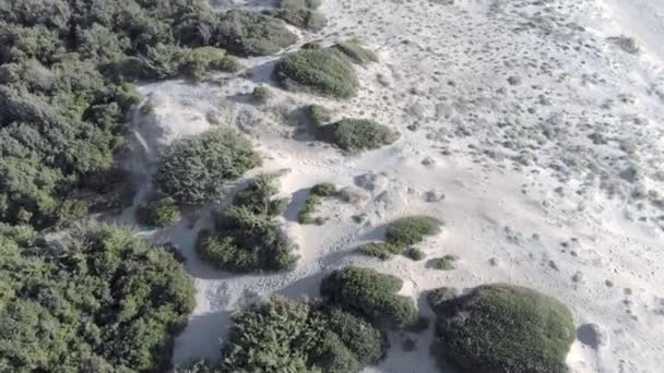 Zandduinen Vegetatie Aerial View Een Zonnige Dag — Stockvideo