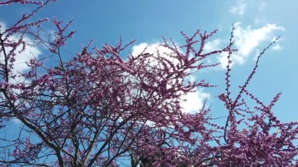 Ring-necked parakeet parrots eating the pink flowers of the Judas tree — Stock Footage Ring Necked Parakeet Parrots Eating Pink Flowers Judas Tree Stock Footage