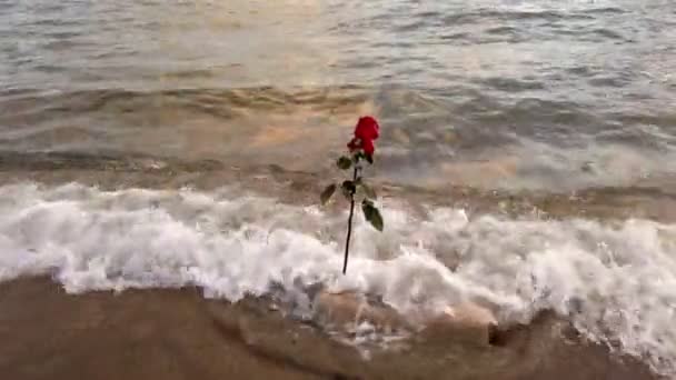 为了纪念你 一朵红玫瑰看着海浪拍打在岸边的泡沫之间的日落 — 图库视频影像