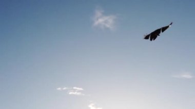 Yavaş çekim izleme görüntüsü mavi gökyüzünde uçan karga