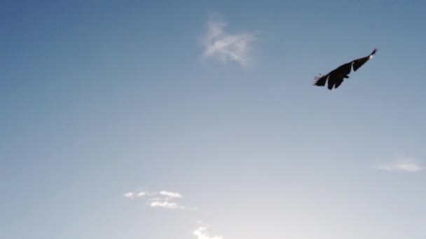 慢动作跟踪视线乌鸦在蓝色的夏日天空中飞翔 — 图库视频影像