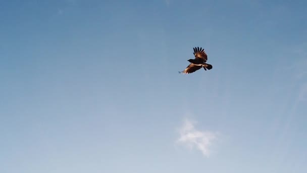 Slow Motion Tracking View Kraai Vliegen Blauwe Zomerhemel — Stockvideo