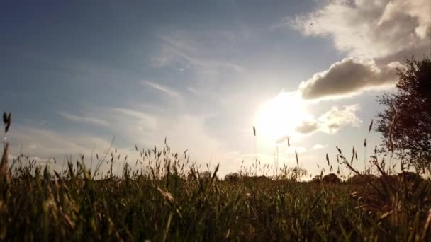 風光明媚な雲と夏の空に素晴らしい光の効果を持つ動きと緑の牧草地の間の日没で壮大な運動時間の経過 — ストック動画