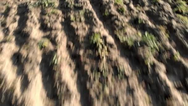 乾燥した茶色の地球を描画する溝と耕田を耕した農地フィールドを後方に飛んでクレイジー高速の空中ビュー — ストック動画