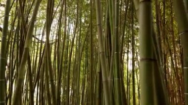 Güzel yeşil Japon bambu ormanları arasında tek başına yürüyen Pov.