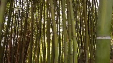 Güzel yeşil Japon bambu ormanları arasında tek başına yürüyen Pov.