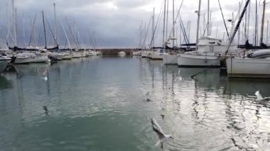 Ostia Lido Roma, İtalya -12 Nisan 2019: Roma'nın kıyı bölgesinde yer alan turistik limanda Ostia Lido'nun kıyı bölgesinde birçok martı yelkenli arasında uçar ve liman suyunda yemek yer.